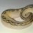 normalballpythons
