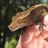 silverherps