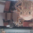 giddygecko