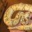 pythonpaintjobs