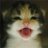 meowmeowkazoo