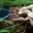 101reptiles