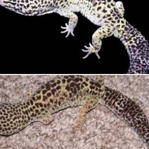 Gex