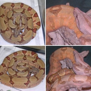 Algar Reptiles