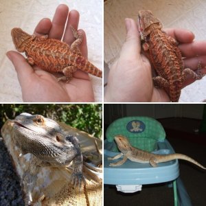Bearded Critters
