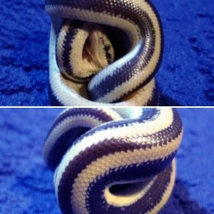 Guaymas rosy boa ball