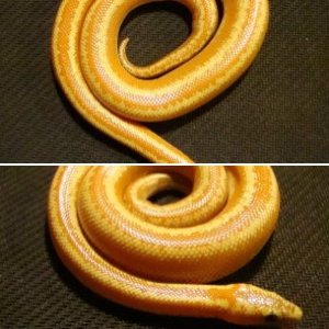 The juicy orange colored Chuckwalla Mountains