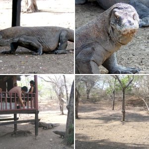 Komodo Dragons in Indonesia