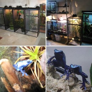 Frogs