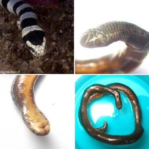 Helenthereef
