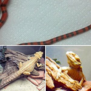 Daves_Dragons