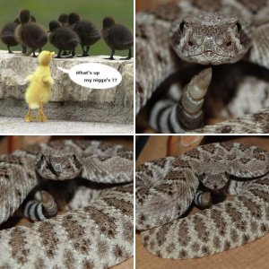 crotalusadamanteus