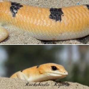 Rockabirdie