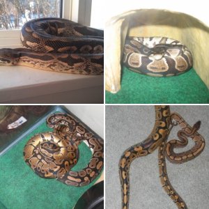 HerpGuy