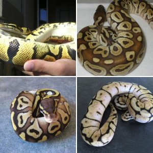 PythonsRus