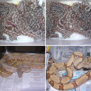 densnake1