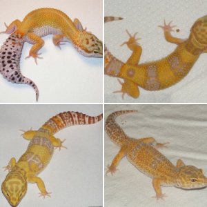 Tanggecko
