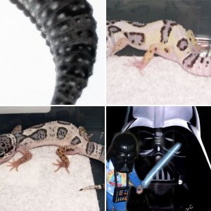 Gekkonida