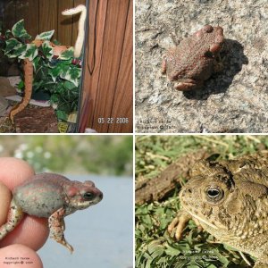 crotalusadamanteus