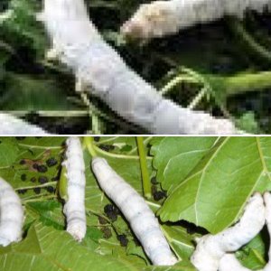 ladysilkworm