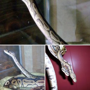 Heart and Soul Reptiles