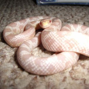 IloveSnakes1234