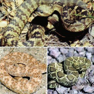 reptilebreeder