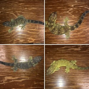 Peyote