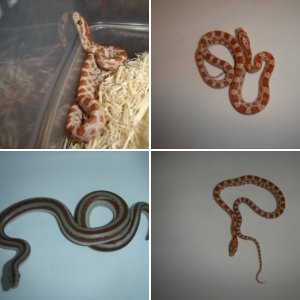 msnake