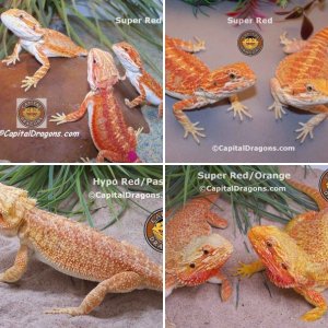 Capital_Dragons