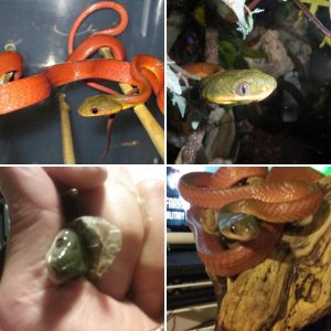 sedgeviper