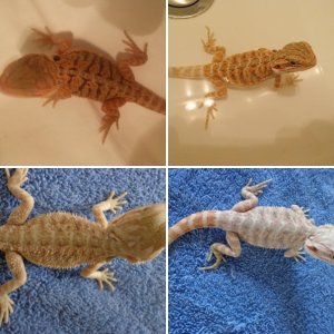 ktsbeardies