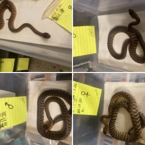 B.P. Reptiles