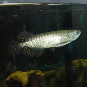 Jardini Arowana