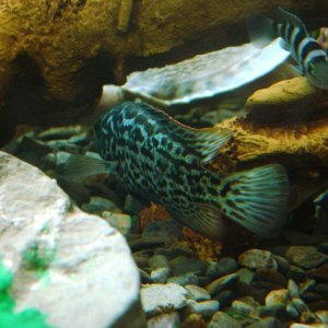 Misc Cichlids