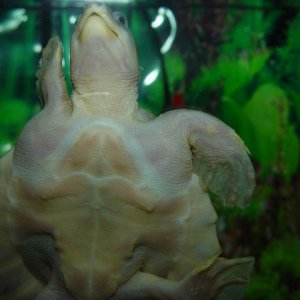 White Fly River Turtle! #2
