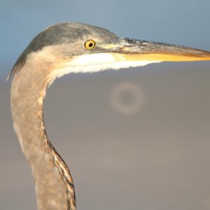 Blue heron on Englewood Beach, Florida