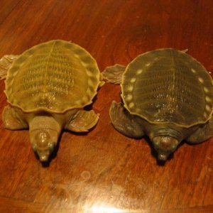 White Fly River Turtle! #3