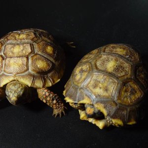 Yellow Foot Tortoises #1