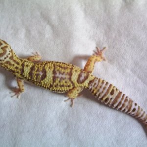 Bell Albino #1