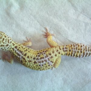 Bell Albino (Pastel) #3