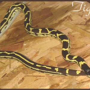 Tigris ~ Cal King