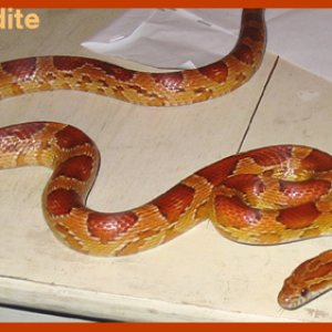Aphrodite ~ Normal Corn