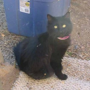 Fang ~ Alley Cat Extraordinaire