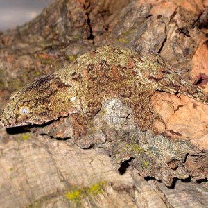 Baby Leachie