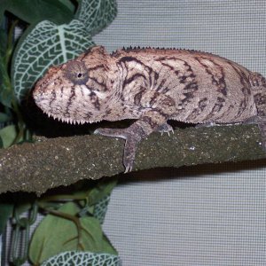 Caesar, 1.0 Furcifer oustaleti