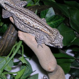 Gargoyle Gecko