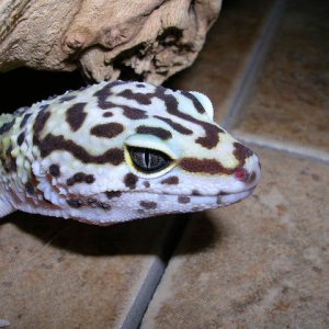 Closeup