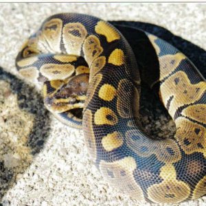 Granite female