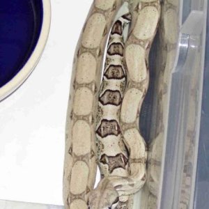 Anery Male from CV Exotics